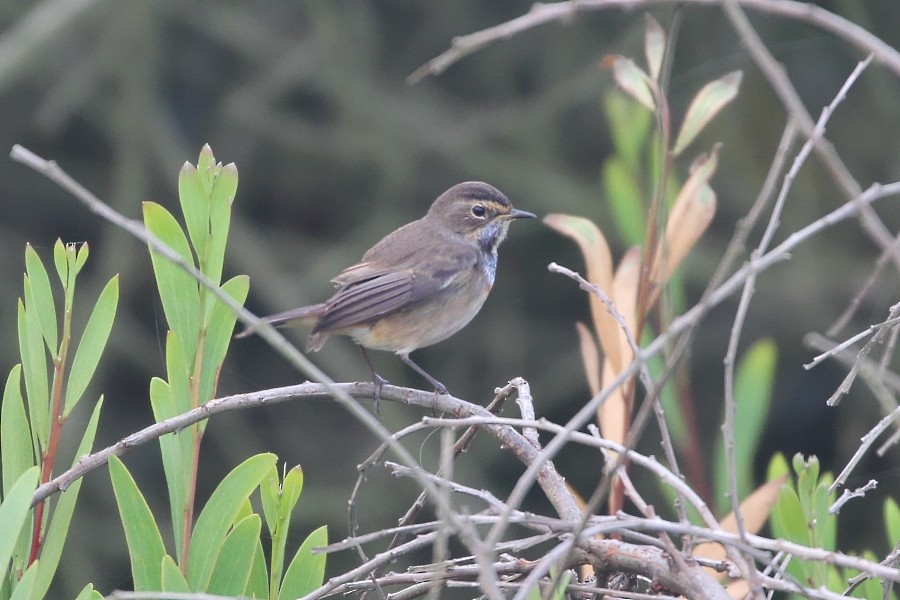 Bluethroat - ML113076391