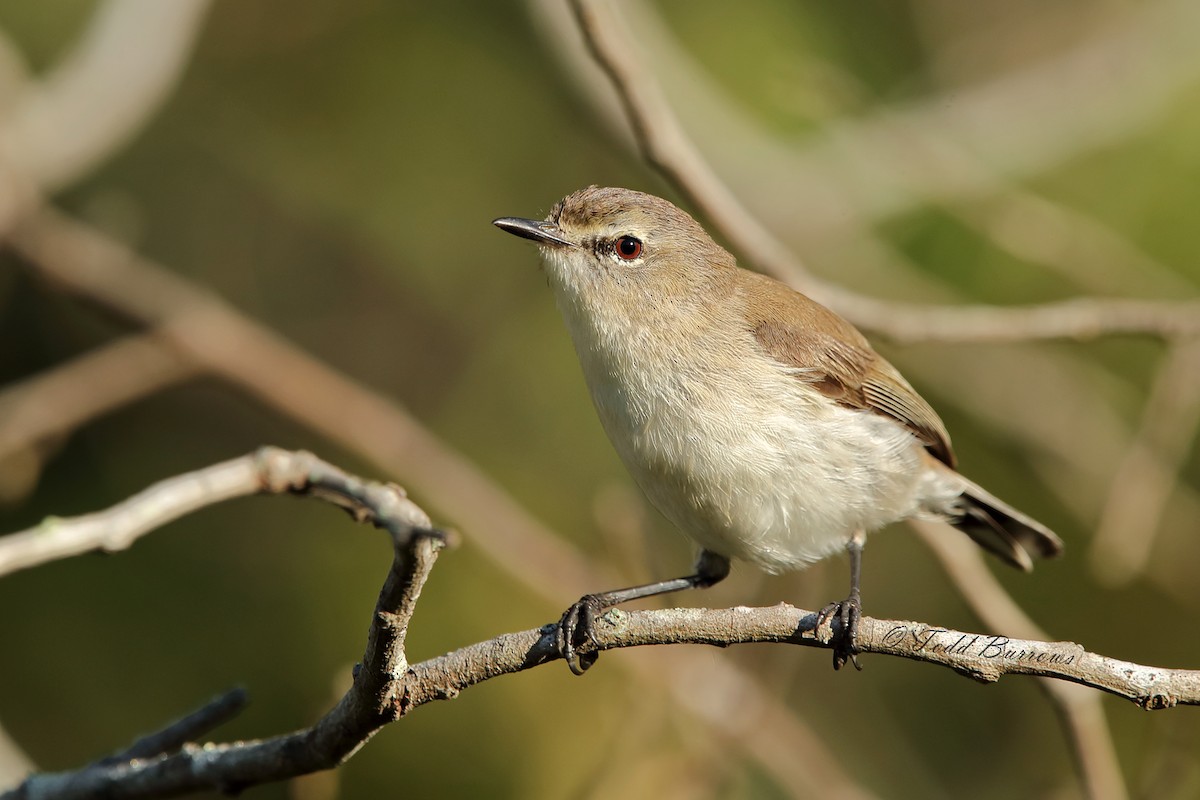 Mangrove Gerygone - Todd Burrows
