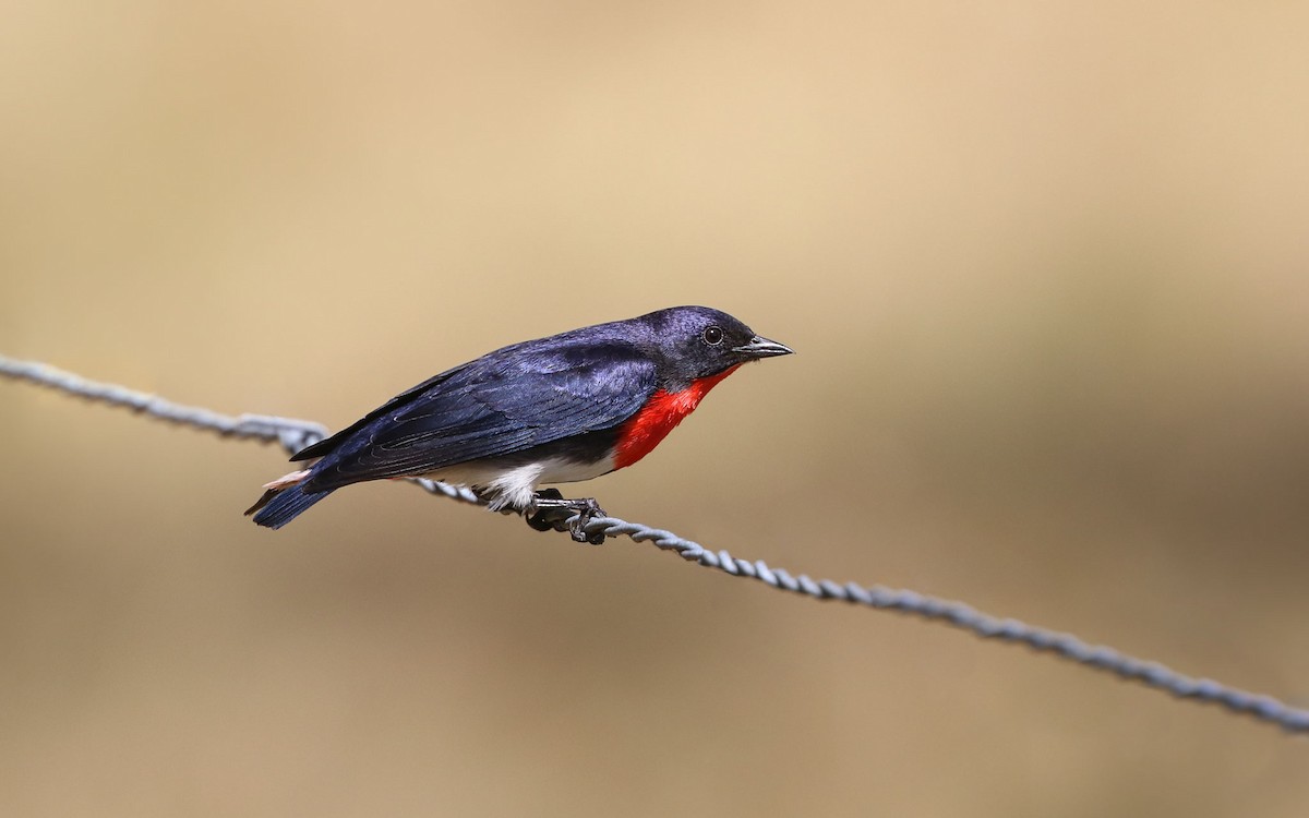 Mistletoebird - ML113078441
