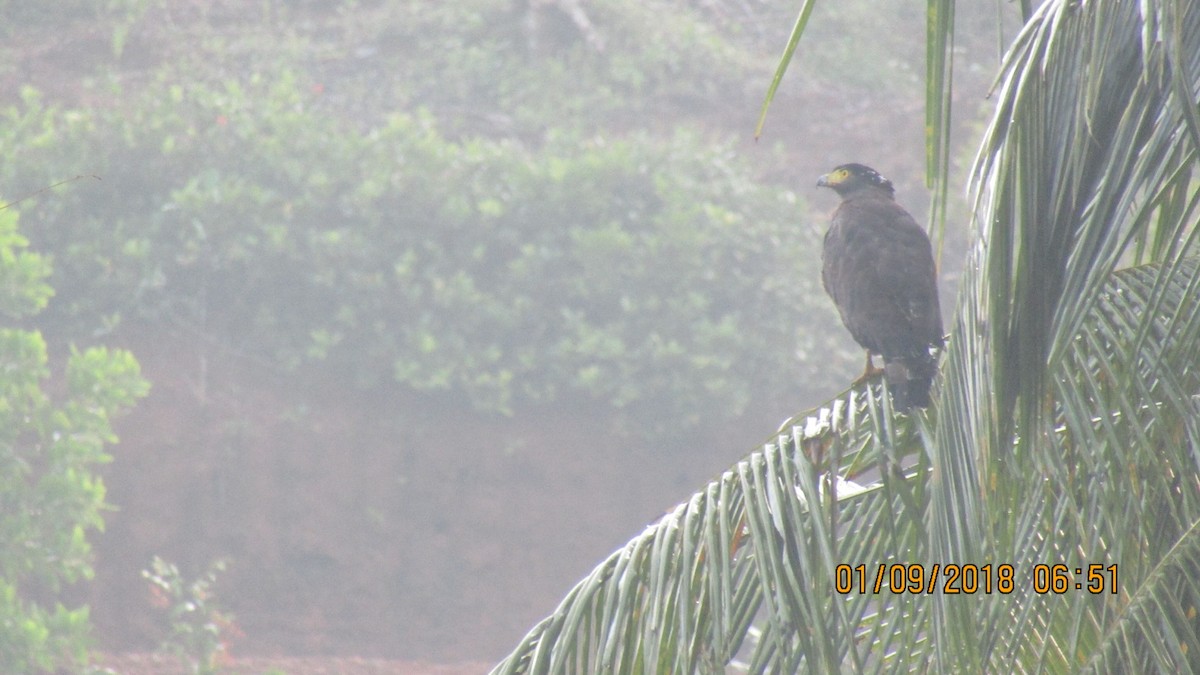 Crested Serpent-Eagle - ML113079361