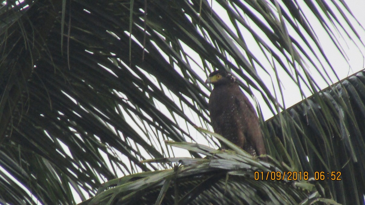 Crested Serpent-Eagle - ML113079371