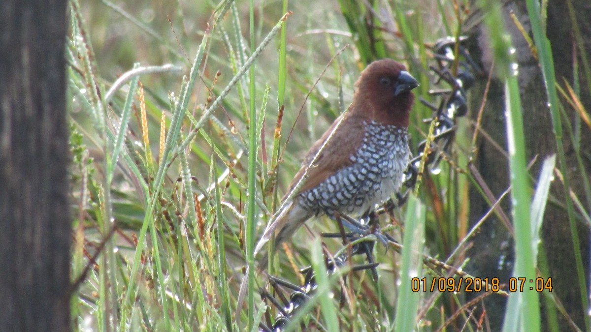 Scaly-breasted Munia - ML113079421