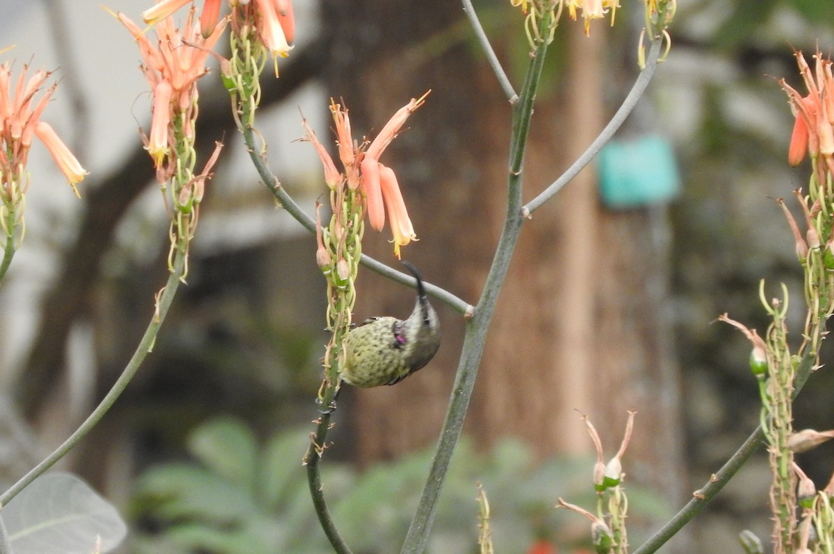 Tacazze Sunbird - Jay Govind