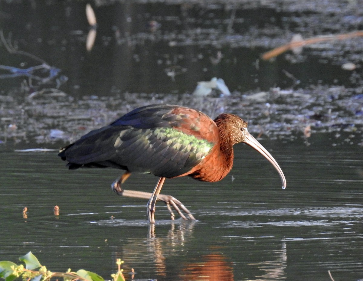 Glossy Ibis - Sue Lee