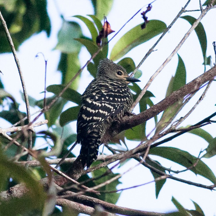 Buff-rumped Woodpecker - ML113084601