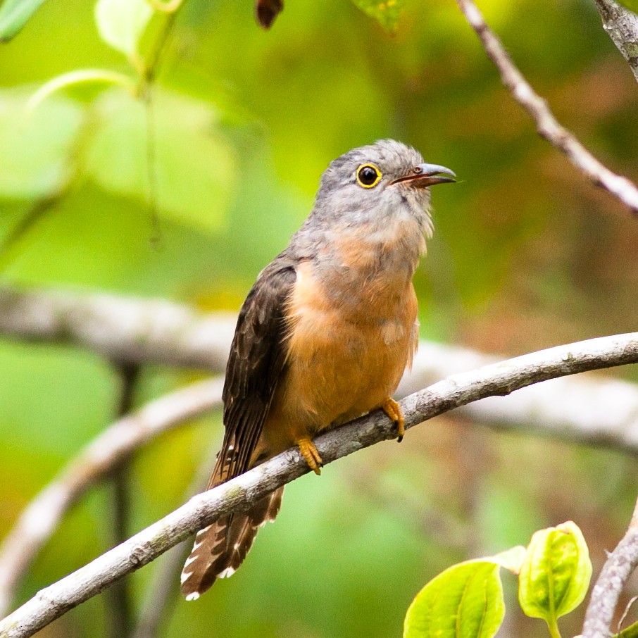 Brush Cuckoo - ML113084921