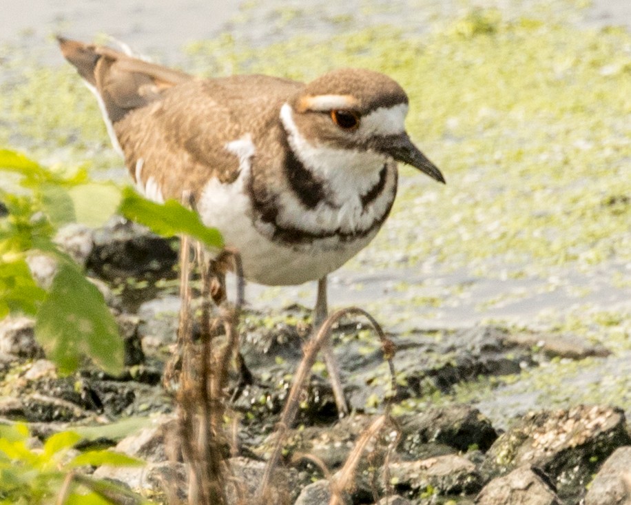 Killdeer - ML113086661