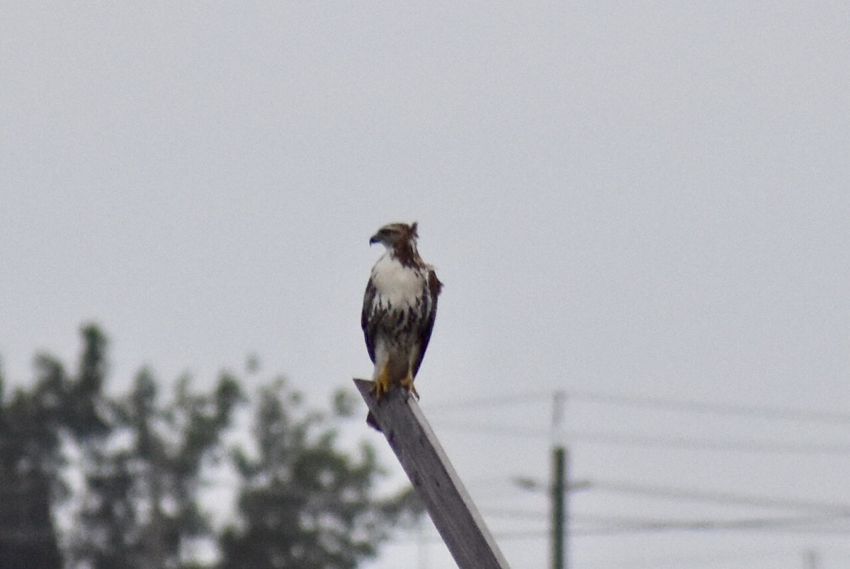 Red-tailed Hawk - ML113088611