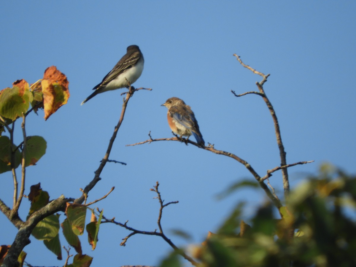 Eastern Bluebird - ML113089381