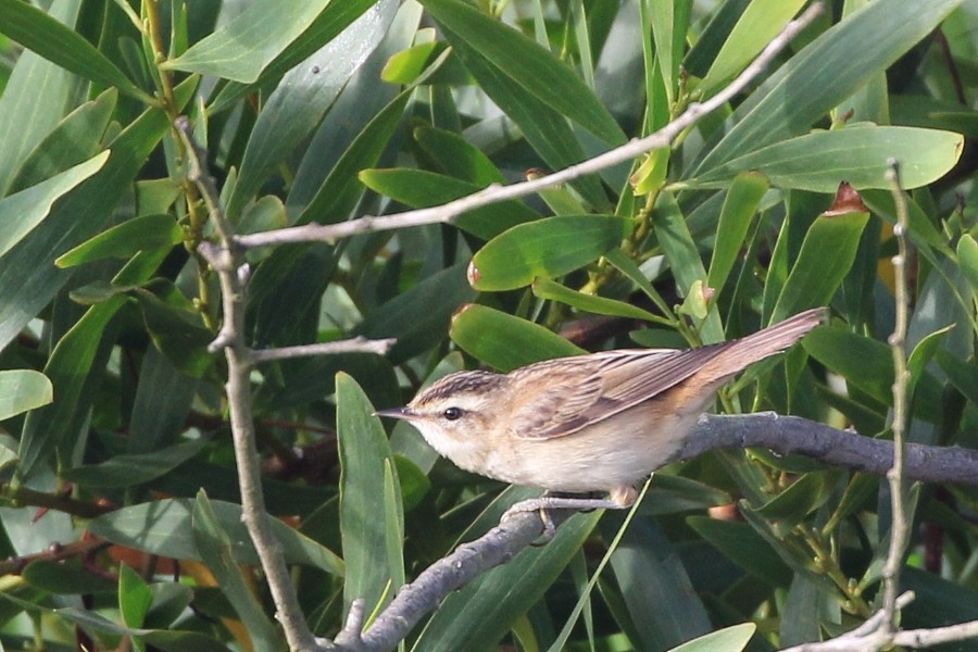 Sedge Warbler - ML113091511