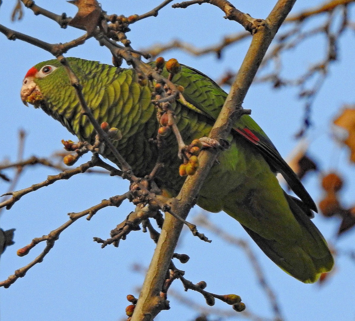 Tucuman Amazon - Hugo Hulsberg