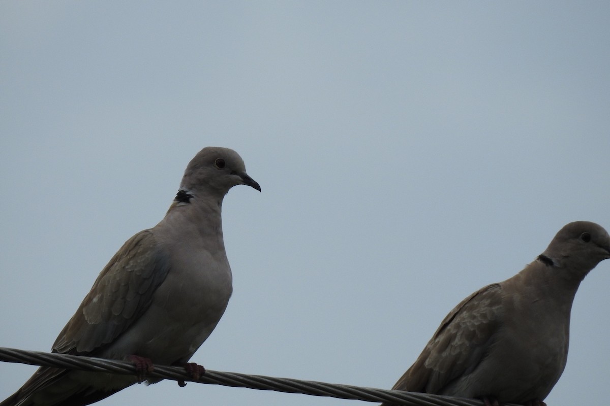 Eurasian Collared-Dove - Dan Belter