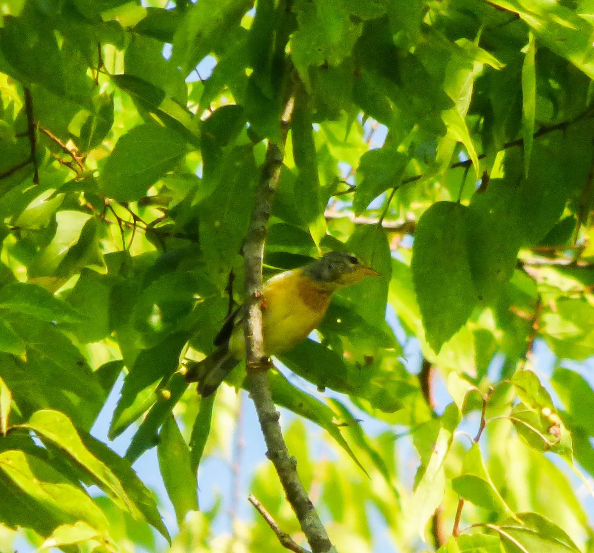 Northern Parula - ML113096911