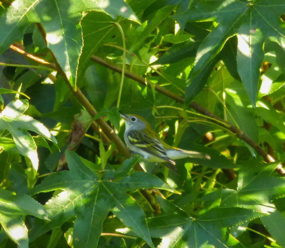 Chestnut-sided Warbler - ML113096991