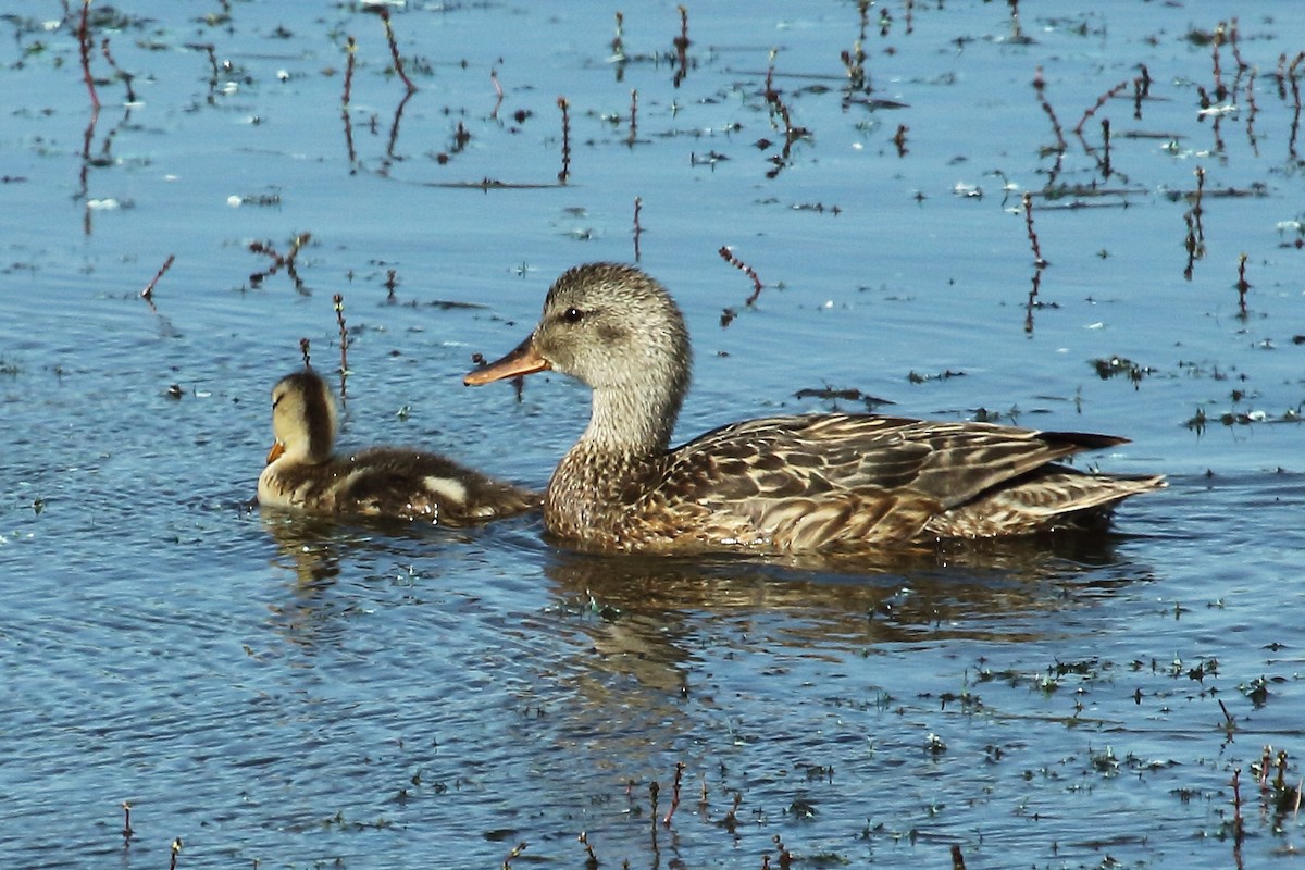 Gadwall - ML113097411