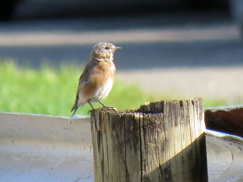 Eastern Bluebird - ML113097671