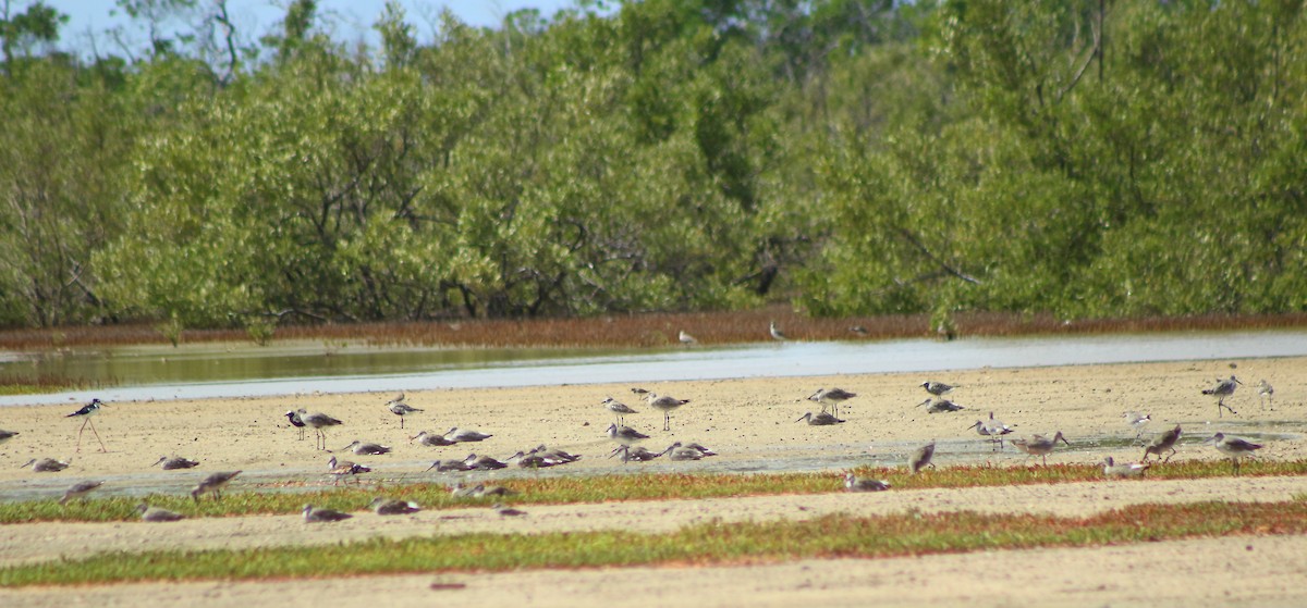 Willet - ML113099311