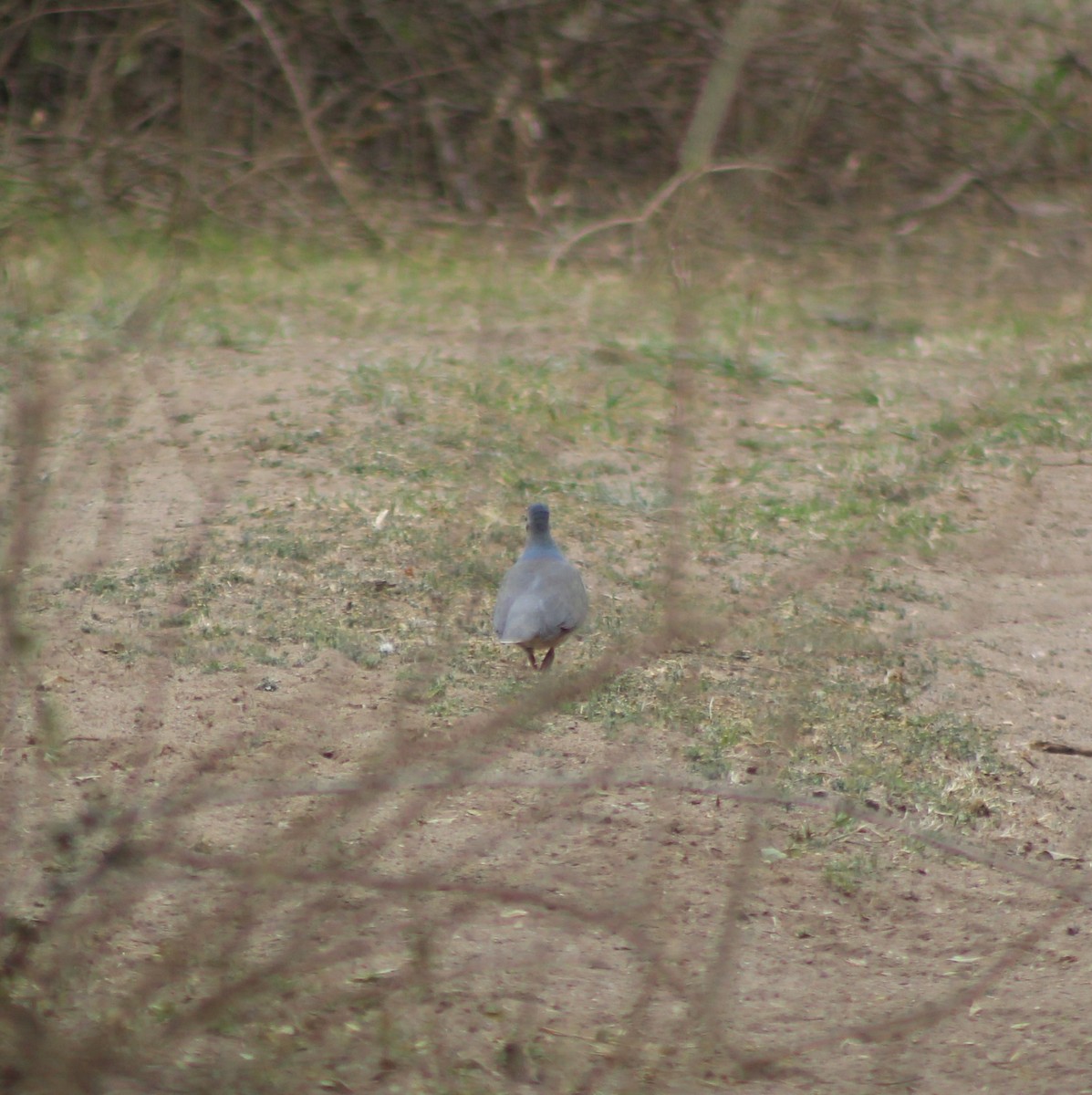 White-tipped Dove - ML113099751