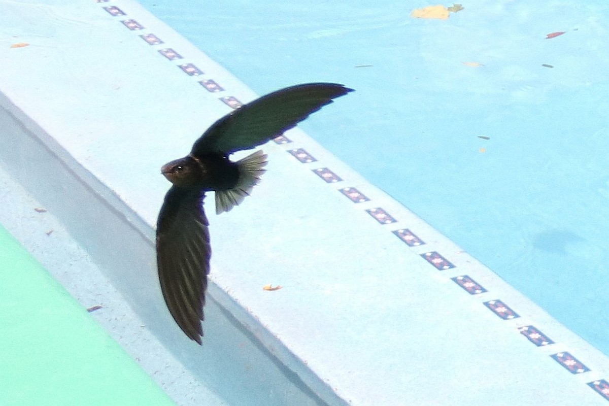 Short-tailed Swift - Jerry Elling