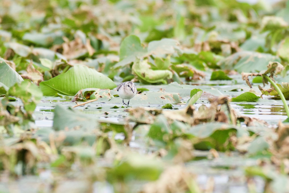 Sanderling - ML113101091