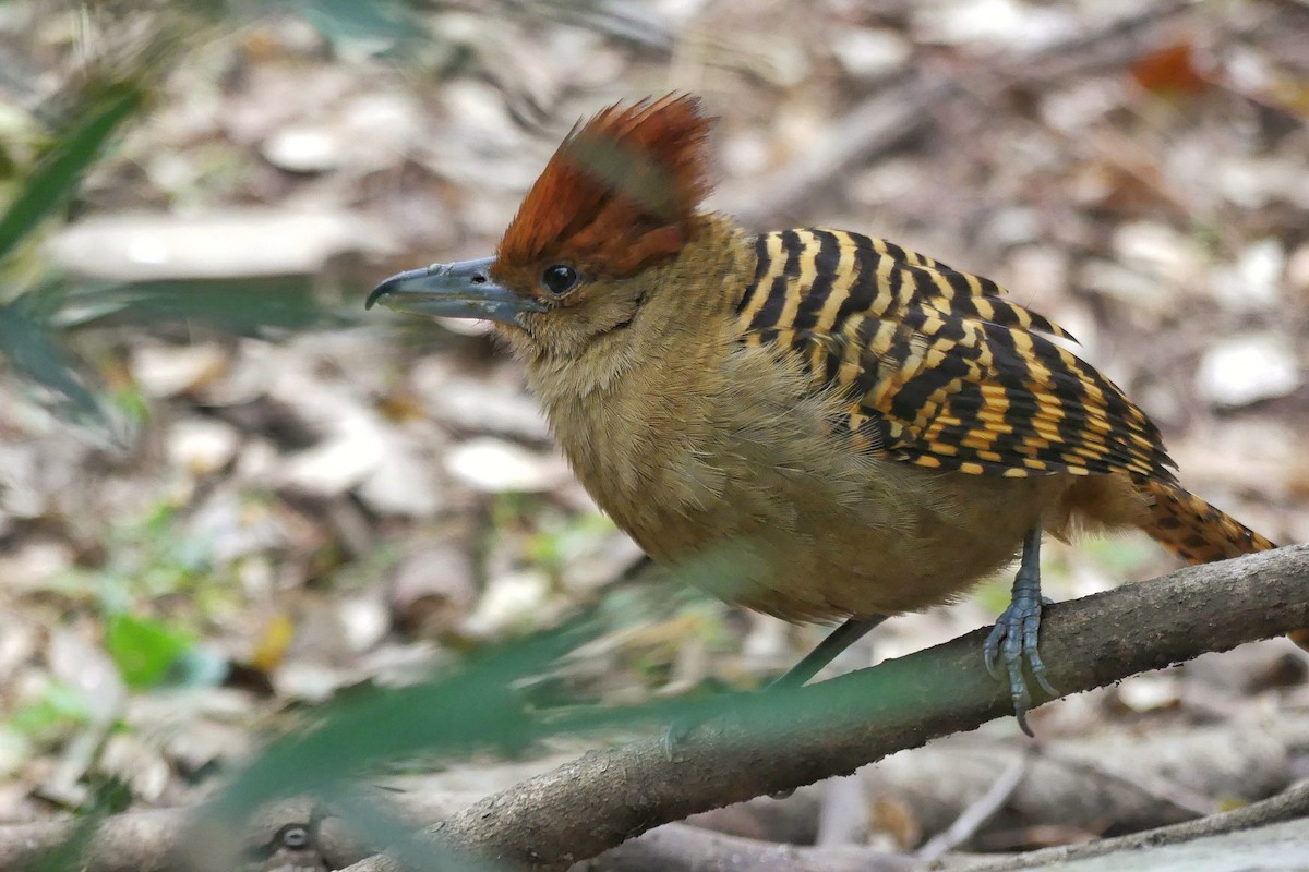 Giant Antshrike - ML113102421