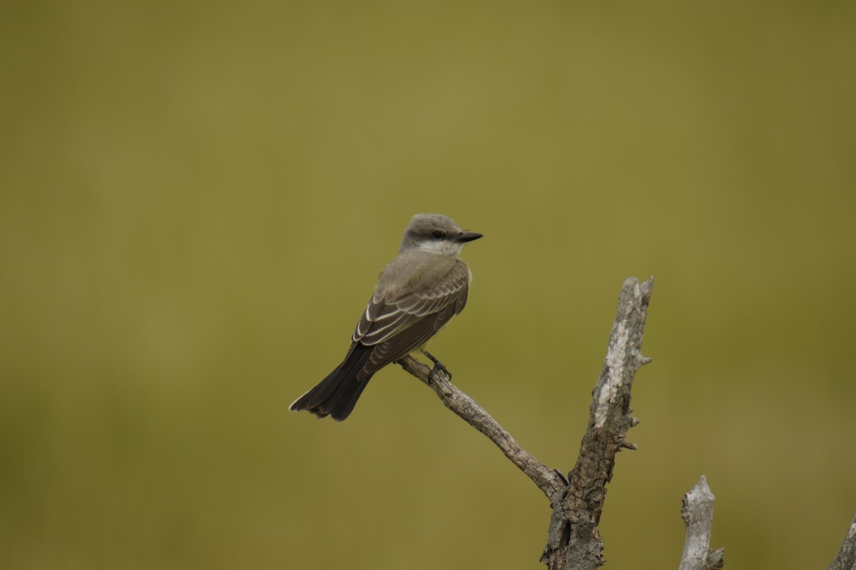 Western Kingbird - ML113103151