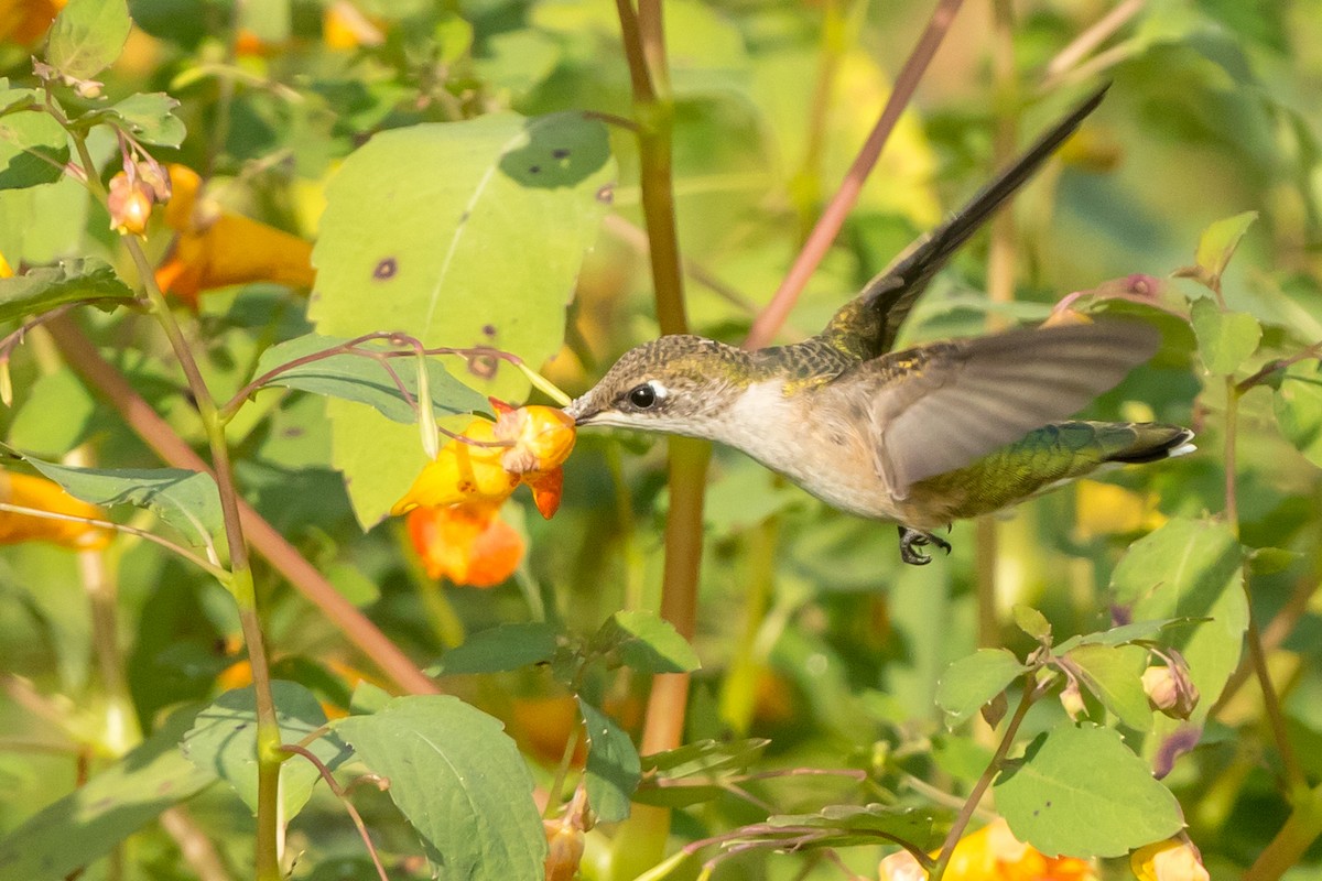 Rubinkehlkolibri - ML113103191