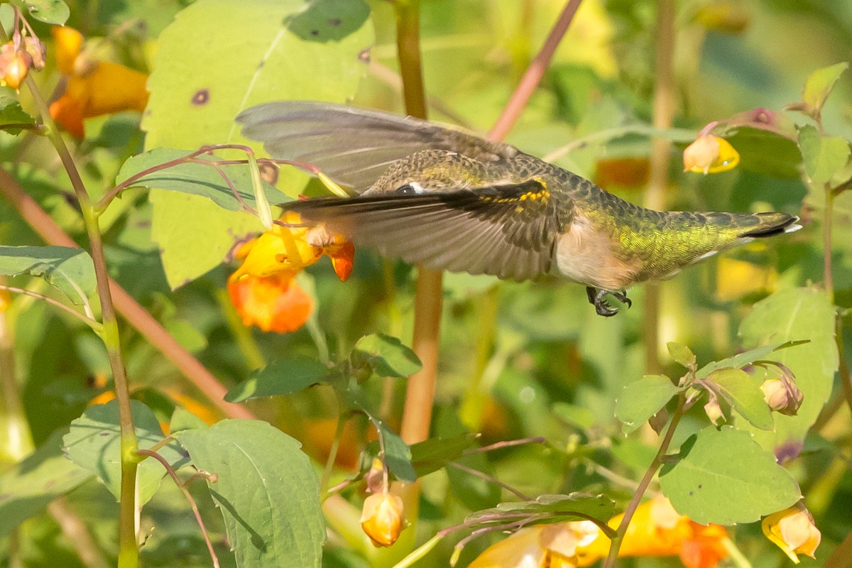 Rubinkehlkolibri - ML113103201