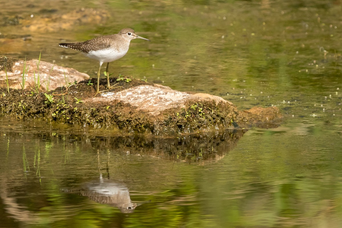 Einsiedelwasserläufer - ML113103311