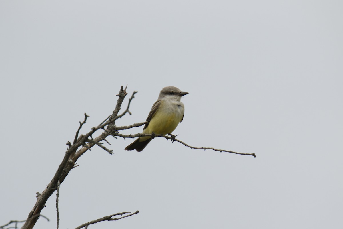 Western Kingbird - ML113103411