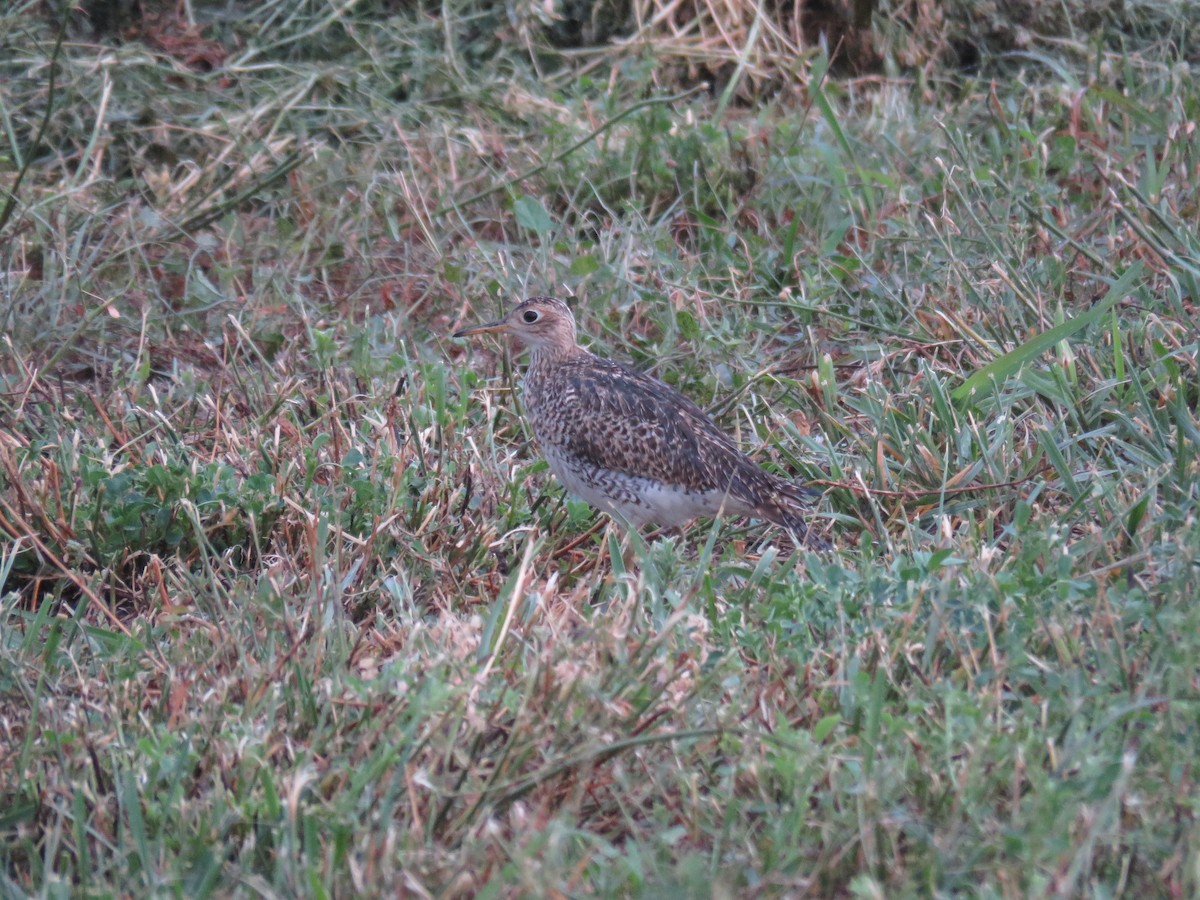 Upland Sandpiper - ML113103561