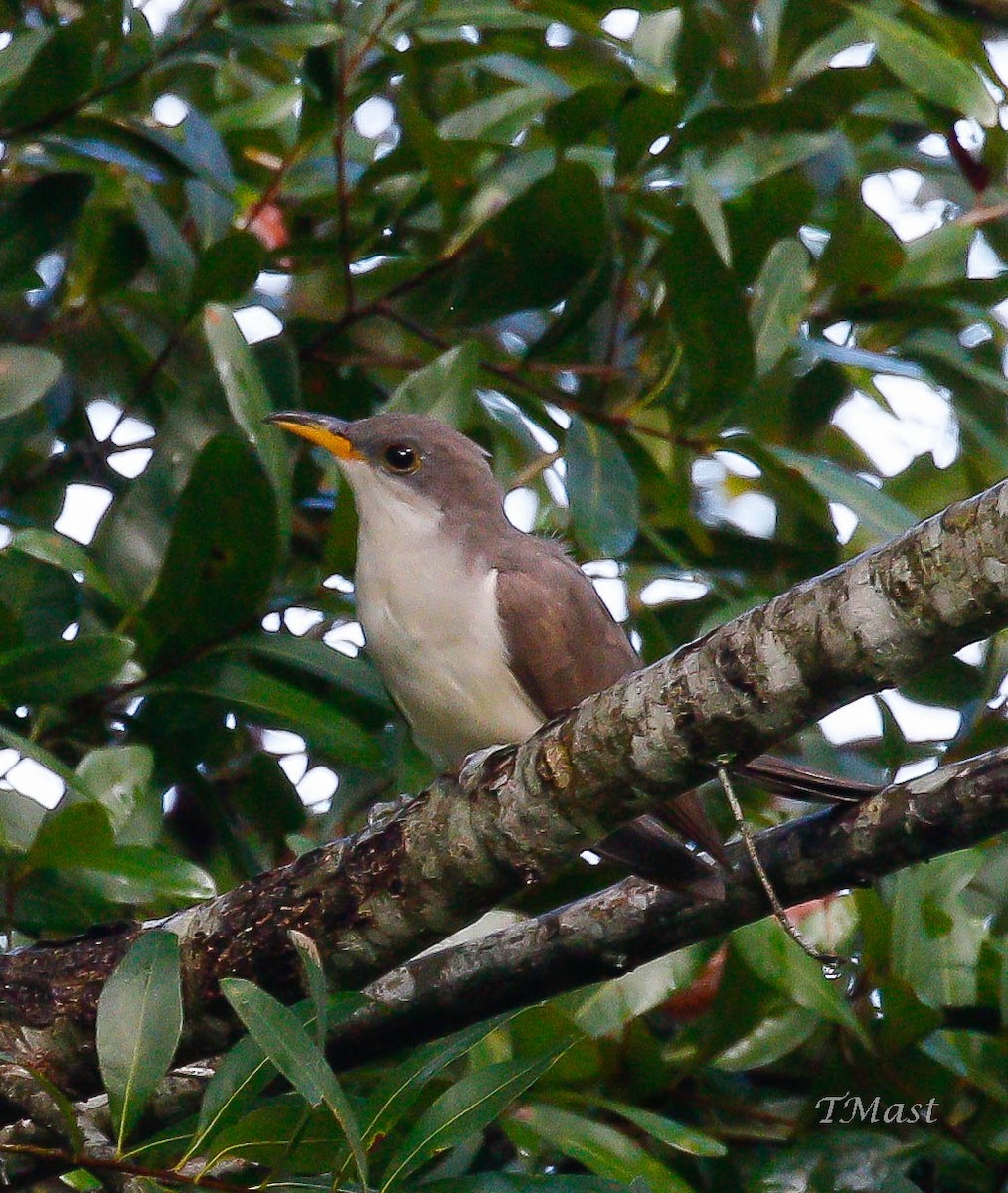 Yellow-billed Cuckoo - ML113105821