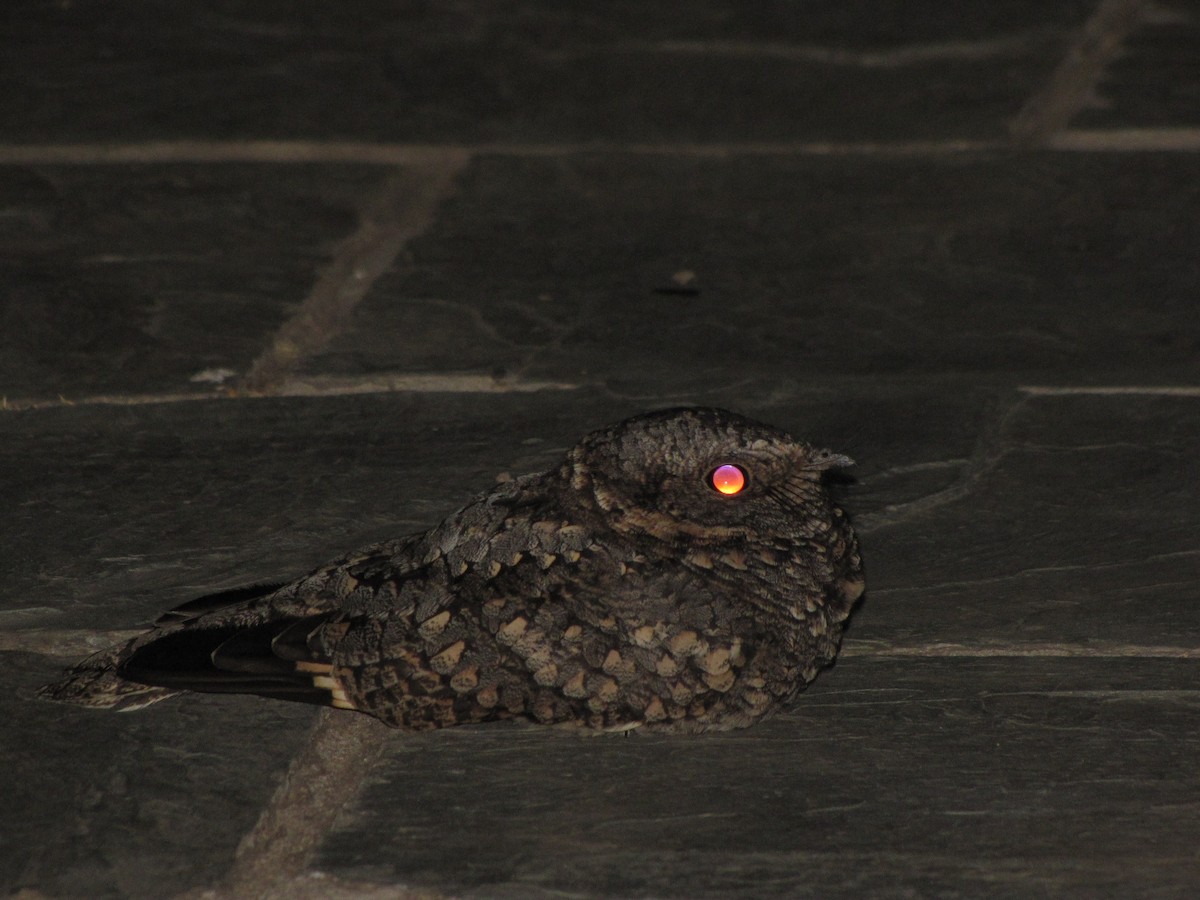 Band-winged Nightjar - ML113106651