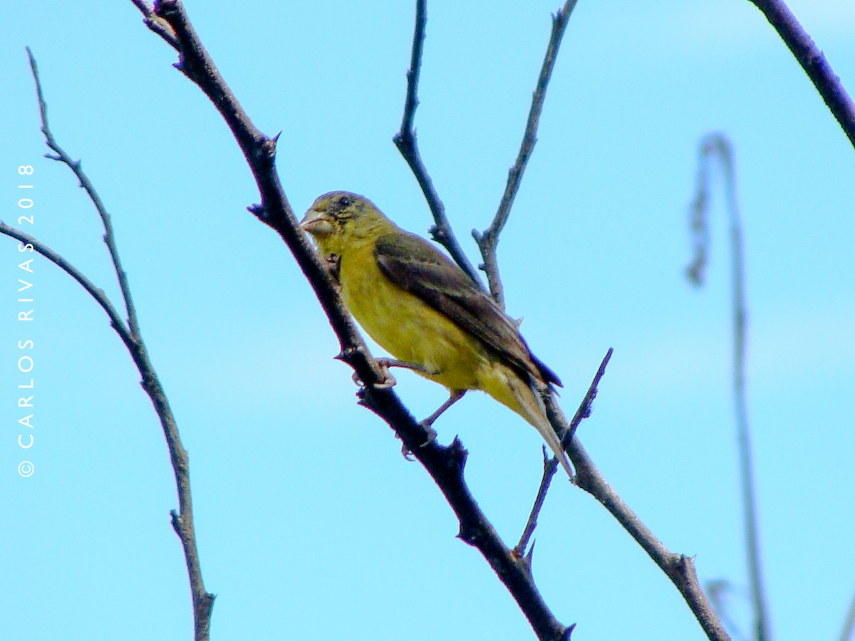 Lesser Goldfinch - ML113107221