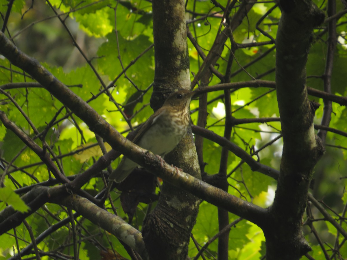 Veery - ML113107681