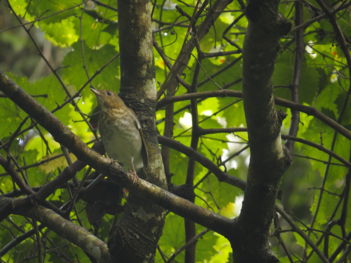 Veery - ML113107691