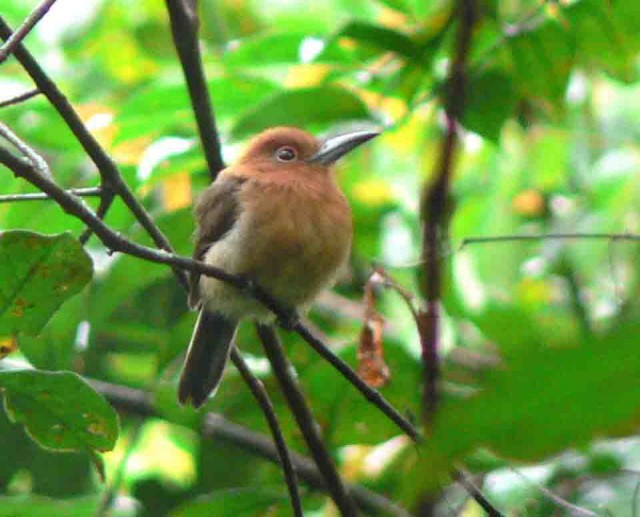 Chestnut-headed Nunlet - Adam Kent