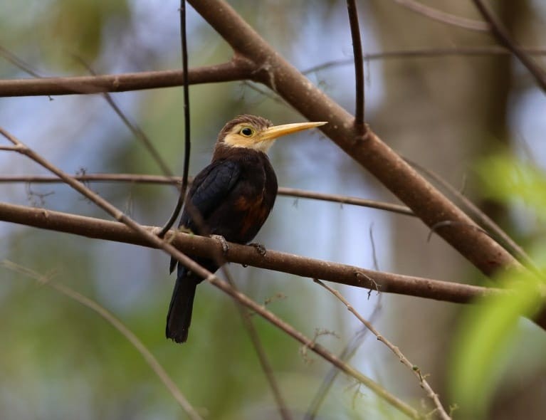 White-throated Jacamar - ML113111501