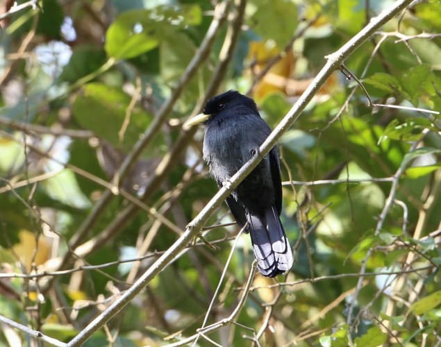 Yellow-billed Nunbird - ML113111521