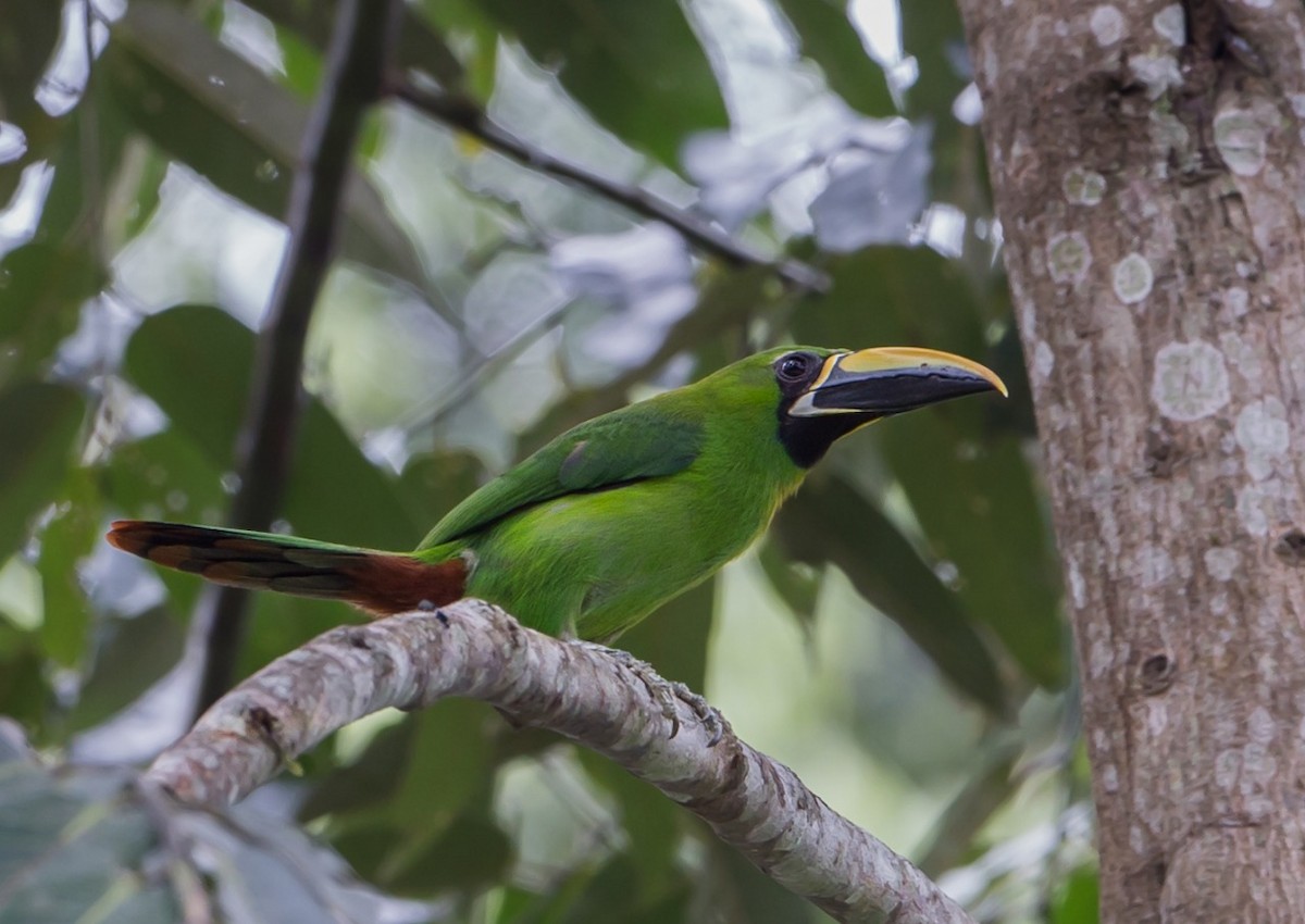 Southern Emerald-Toucanet - ML113111571