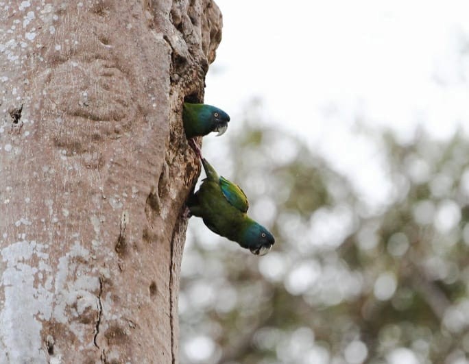 Blue-headed Macaw - ML113111641