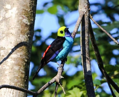 Paradise Tanager - ML113111711