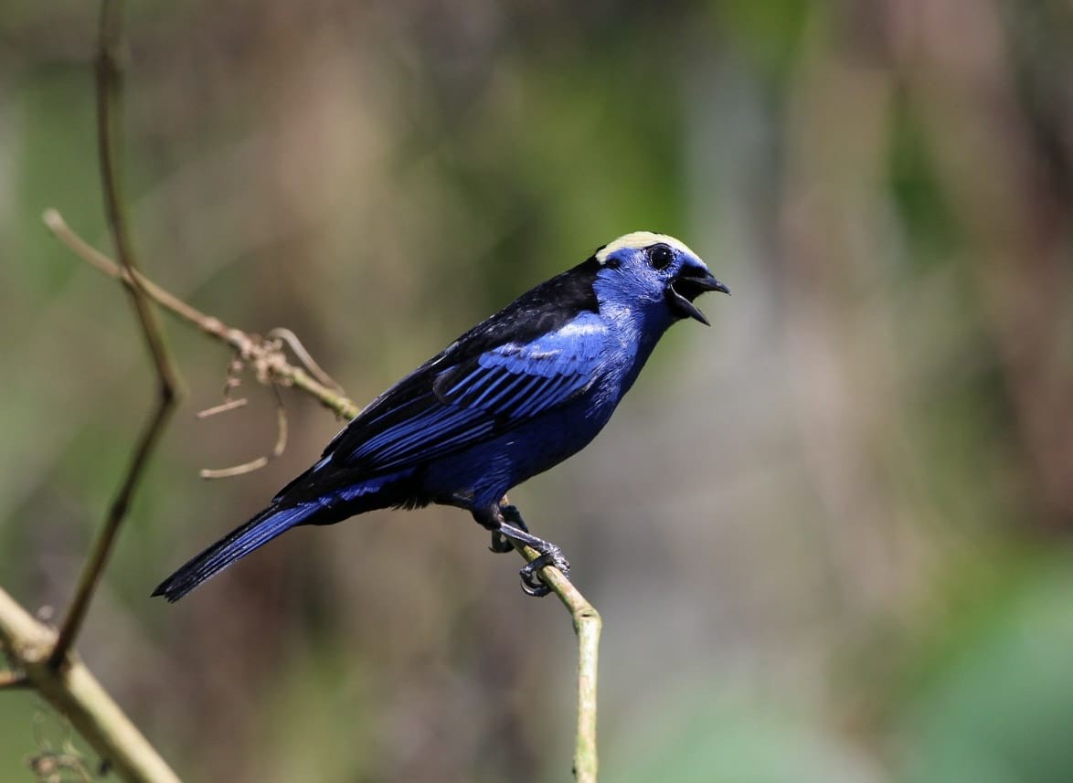 Opal-crowned Tanager - ML113111731