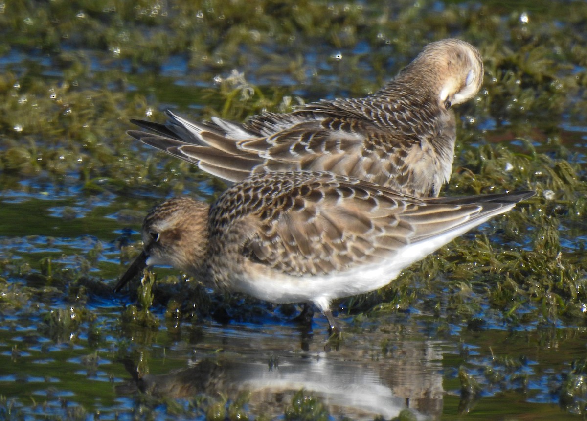 Baird's Sandpiper - Pam Rasmussen