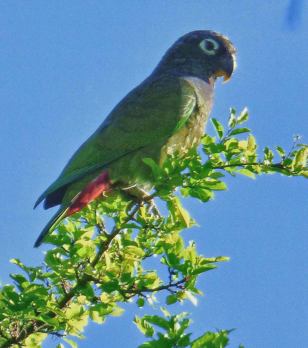 Папуга-червоногуз зеленощокий - ML113112691