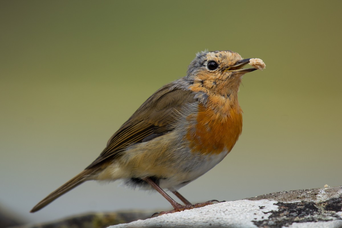 European Robin - ML113112771