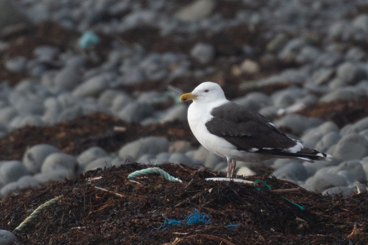 Great Black-backed Gull - ML113113101