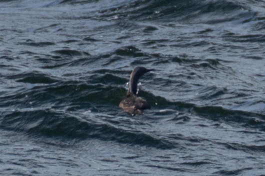 Red-throated Loon - ML113113121