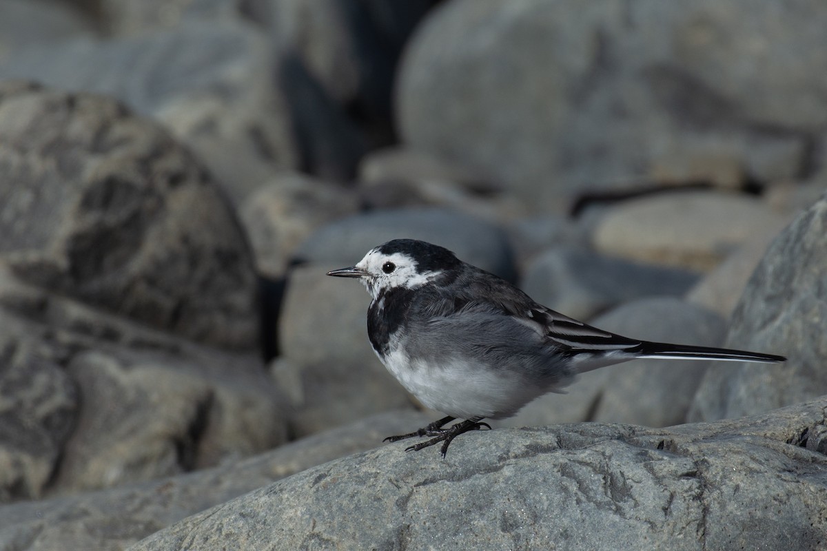 White Wagtail (British) - ML113113231