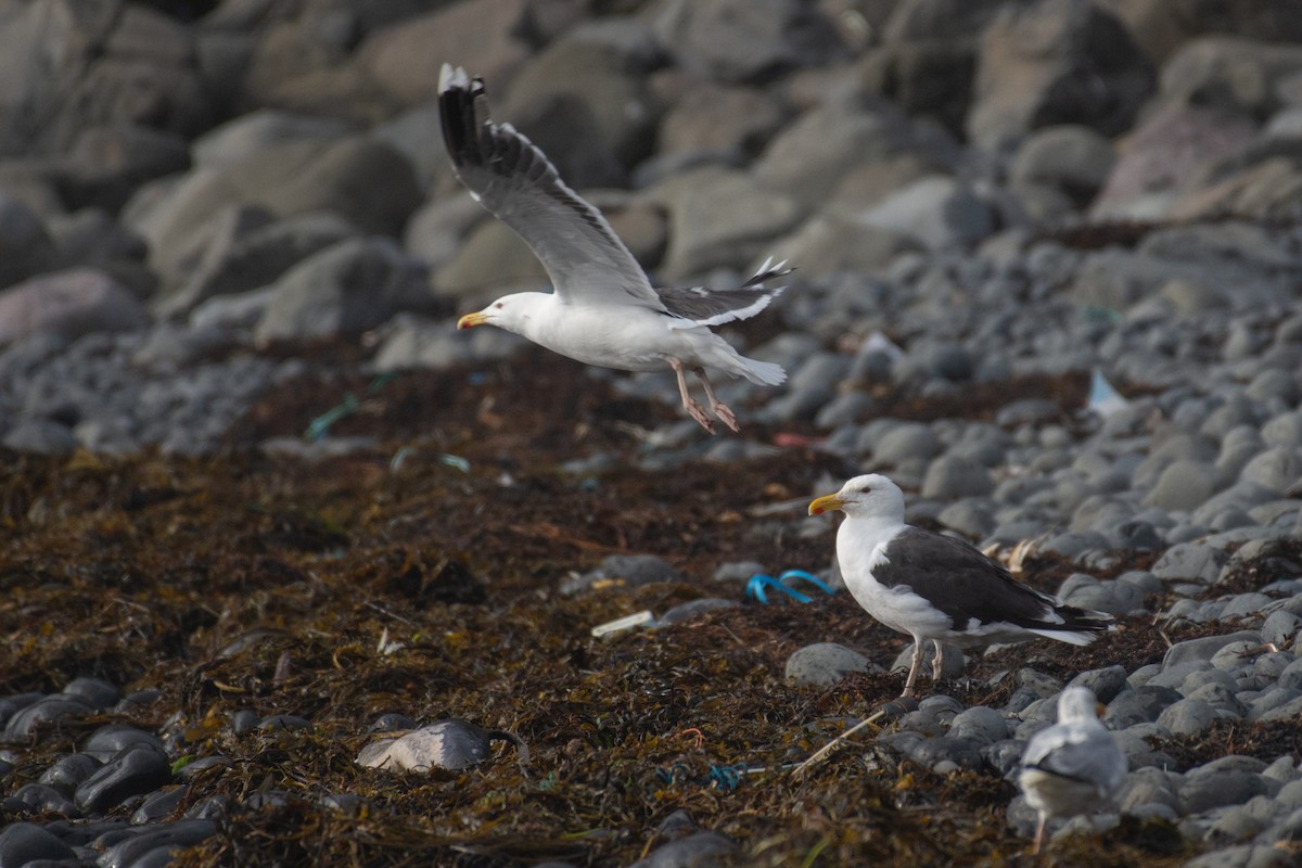 Great Black-backed Gull - ML113113241